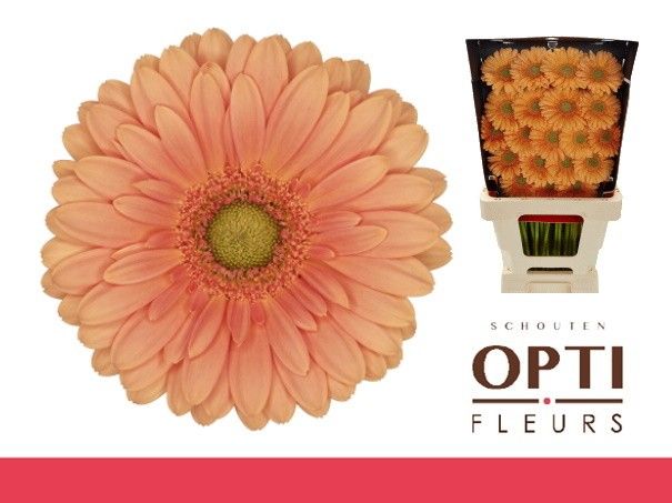 Гермини Кава, шт.