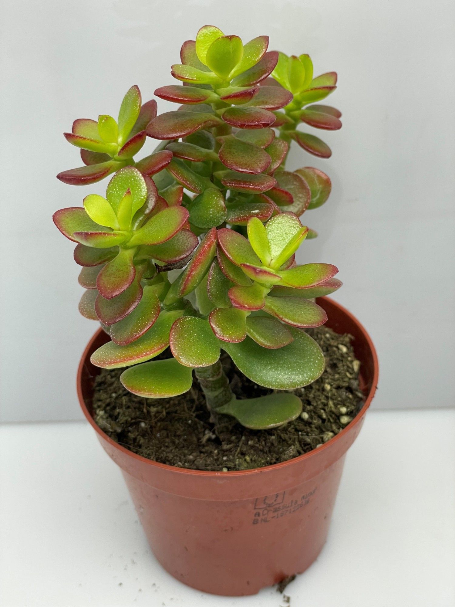 324 Crassula Minor 8,5 cm, D 8,5