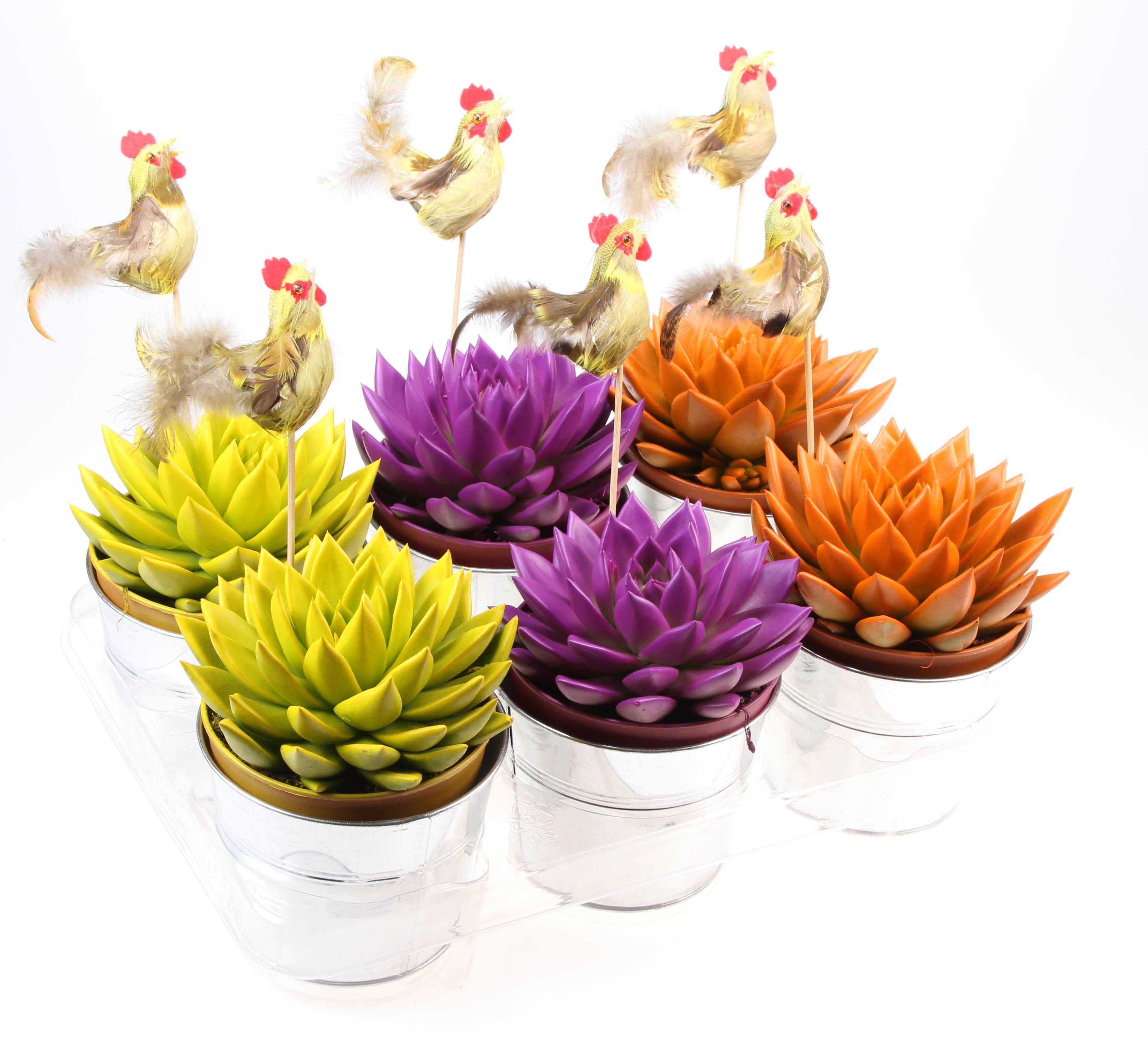 Zink rainbow mix + haan, D 15