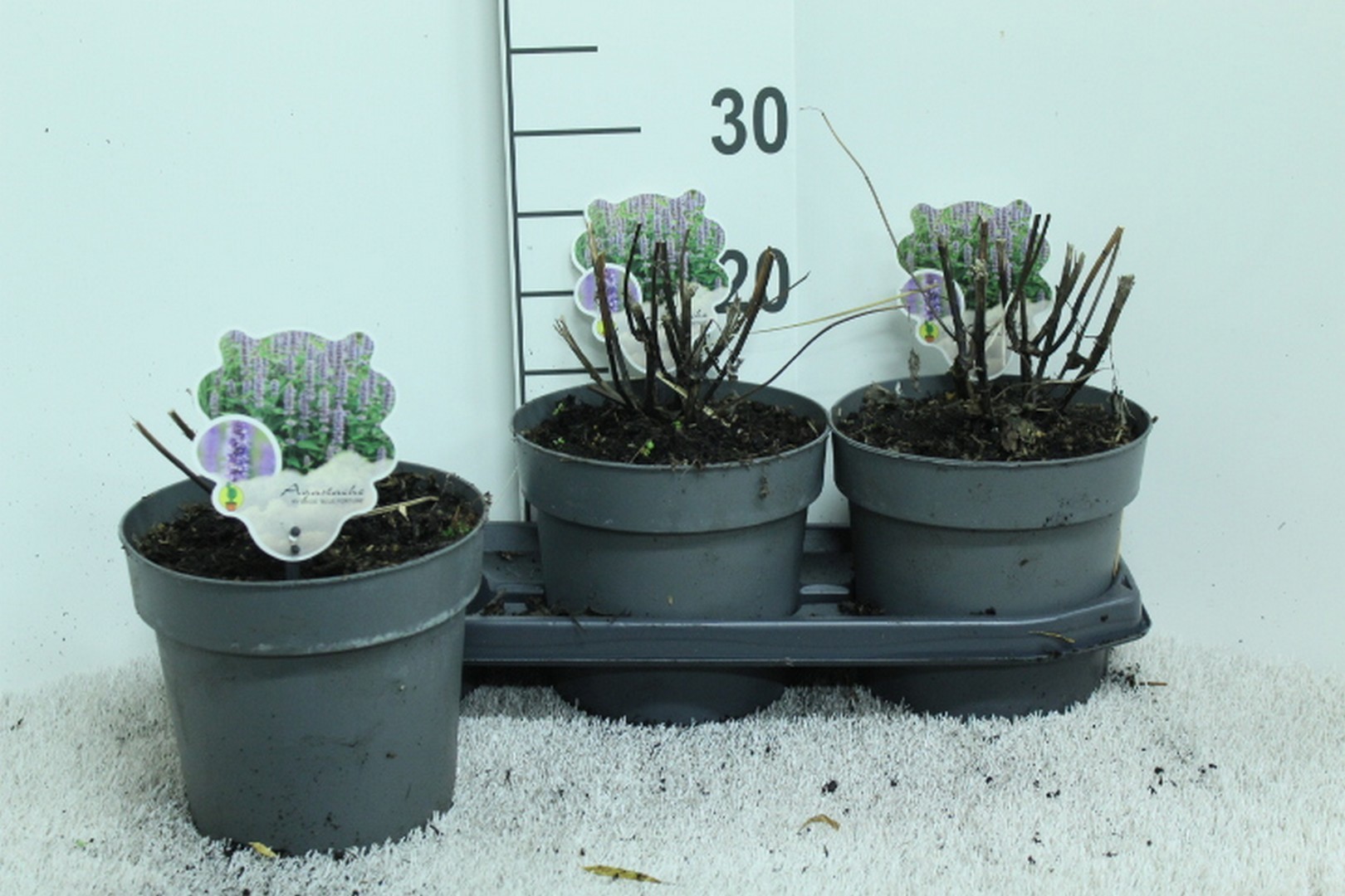 Agastache hyb. 'Blue Fortune' P19, D 19