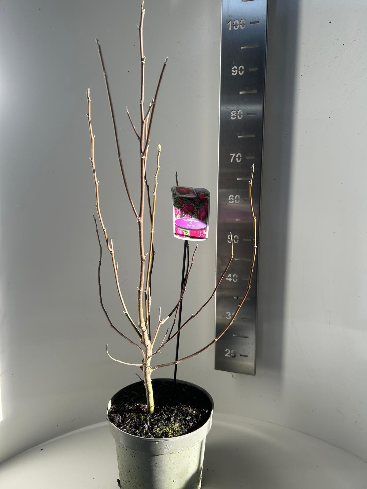 Magnolia Genie, D 23