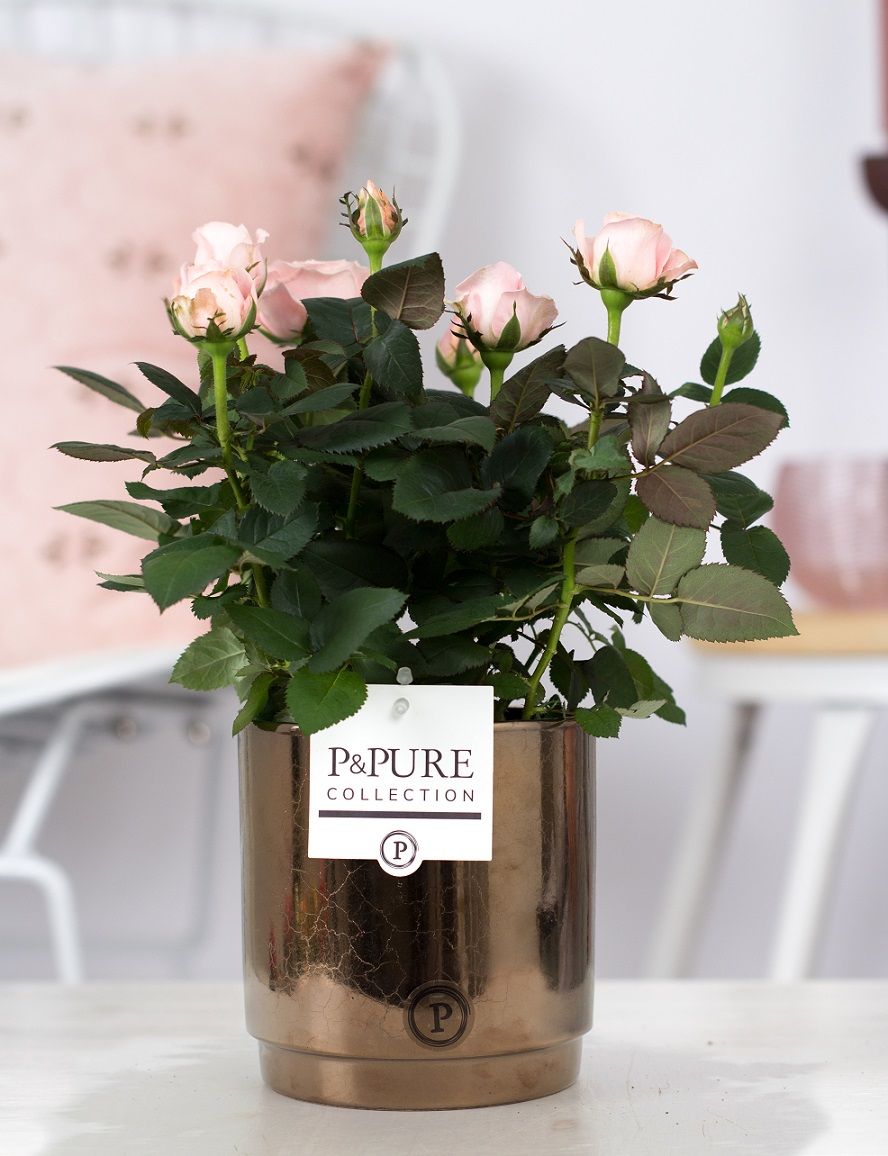 Rosa light pink in P&PURE Juliette ceramics goldbronze, D 12 cm Rosa light pink in P&PURE Juliette ceramics goldbronze, D 12 cm