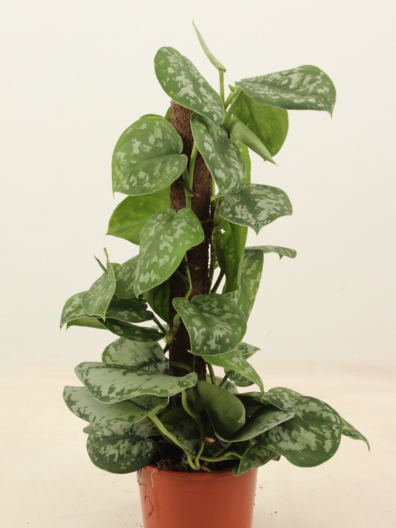 scindapsus pictus trebie Kratiste klimstok 50cm, D 14