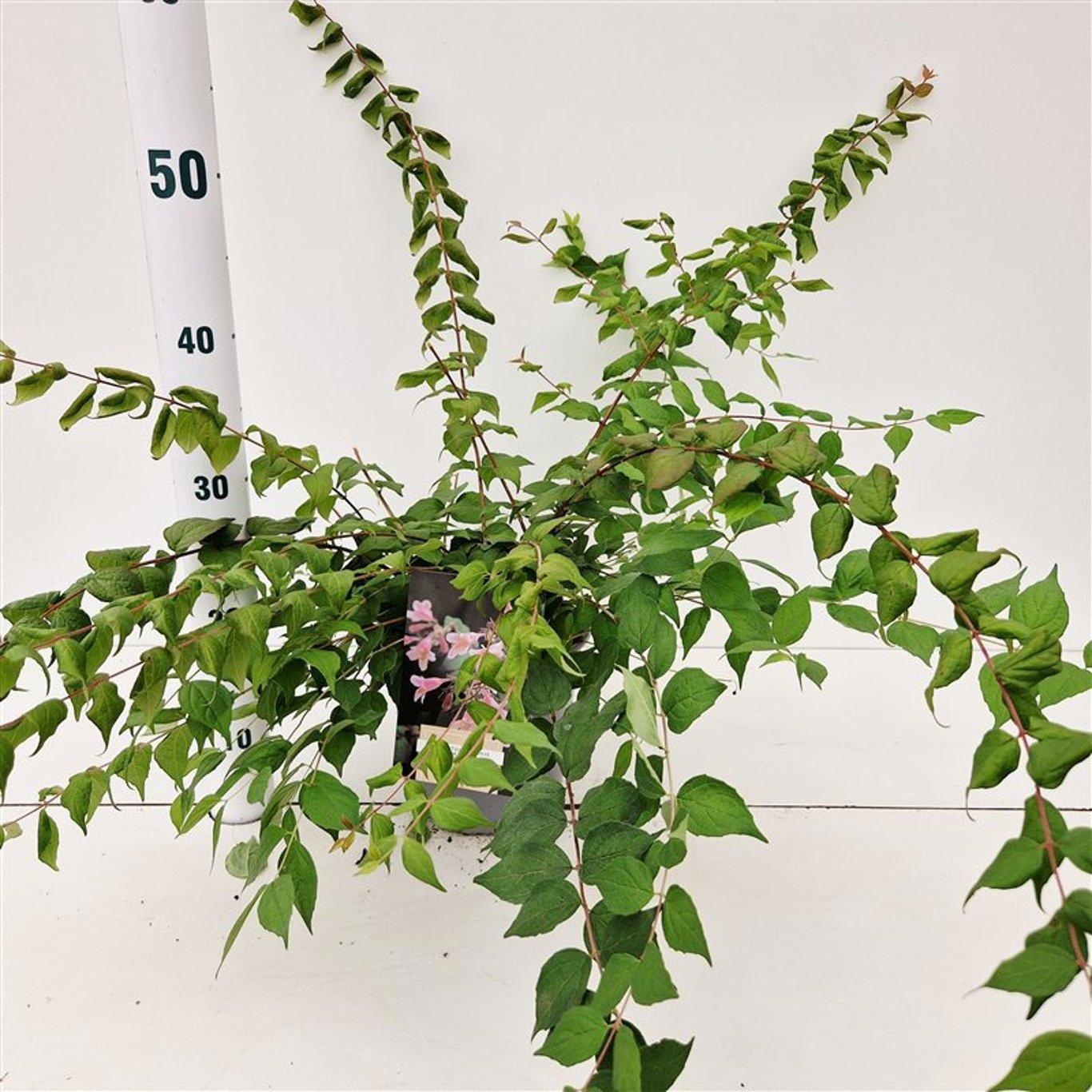 Kolkwitzia amabilis 'Pink Cloud', D 17 cm