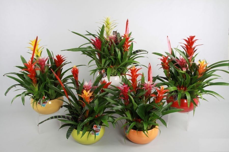 Bromelia Mix, 6pp , in 26 cm Keramieke Schaal 5 kleuren, D 26