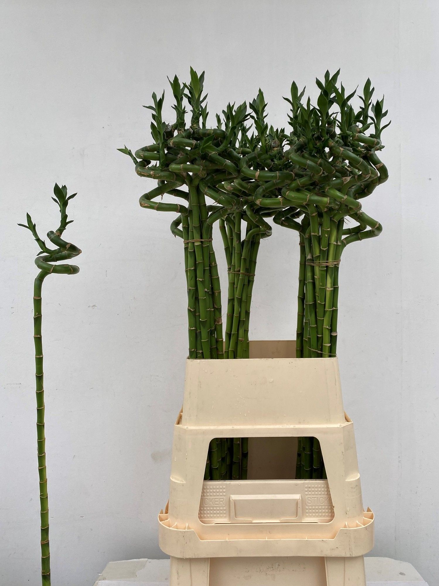 Драцена Лаки Бамбу 100, шт.