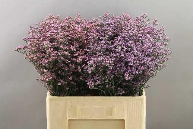 Лимониум Пиума Скай 60, шт.