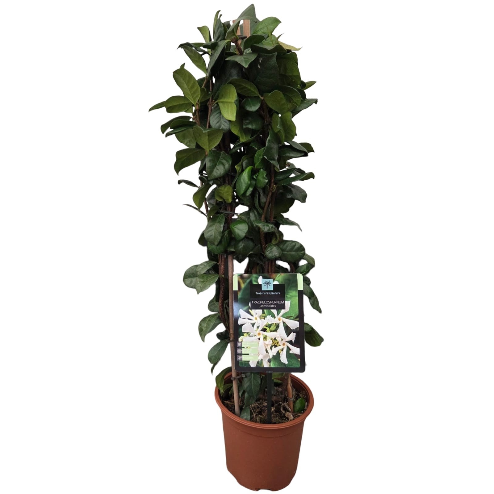 Trachelospermum jasminoides 'Pyramid', D 17