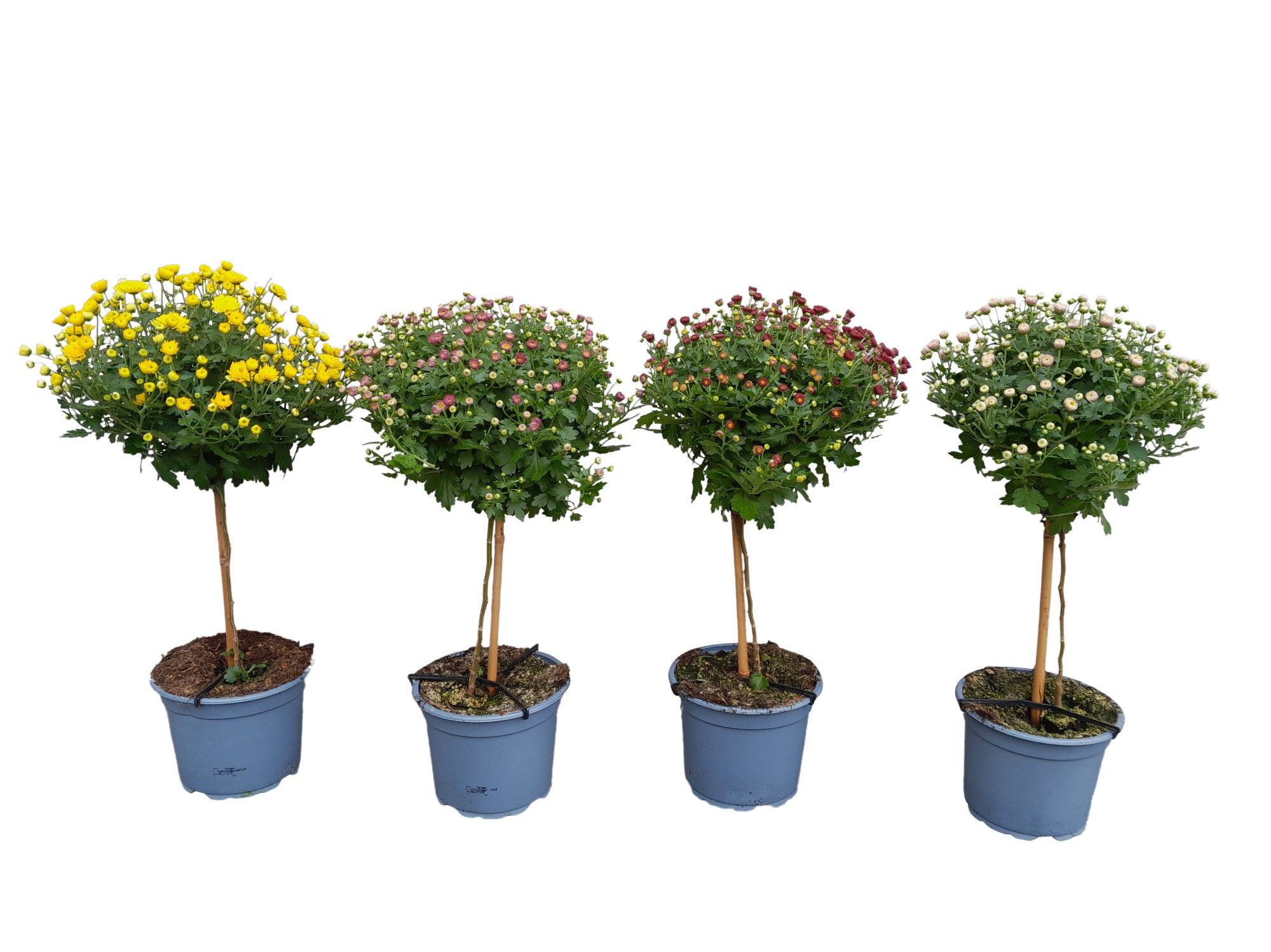 stamchrysant geel, D 17