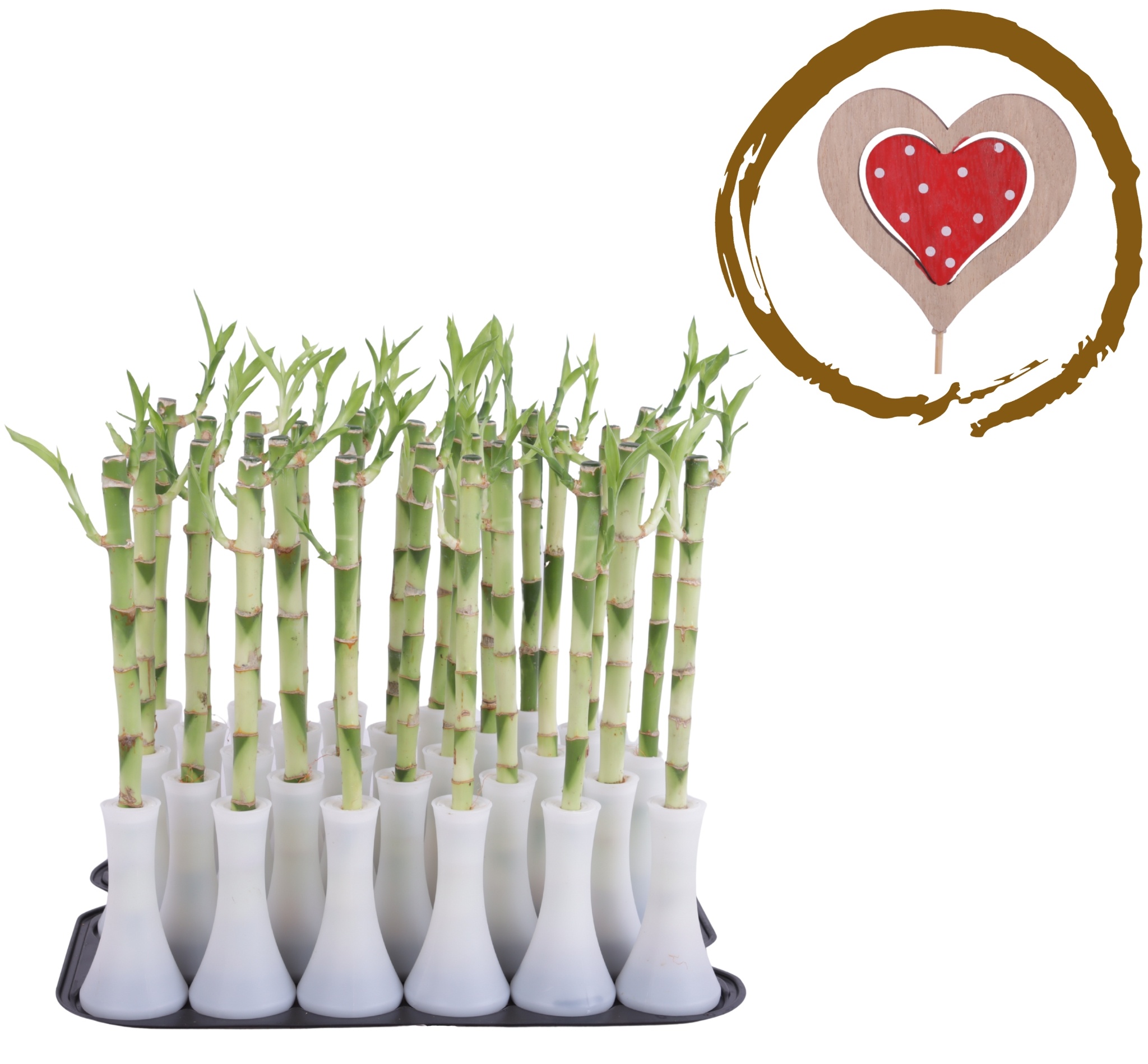 Lucky Bamboo Stem Straight 30cm in Tube Vase White, D 6