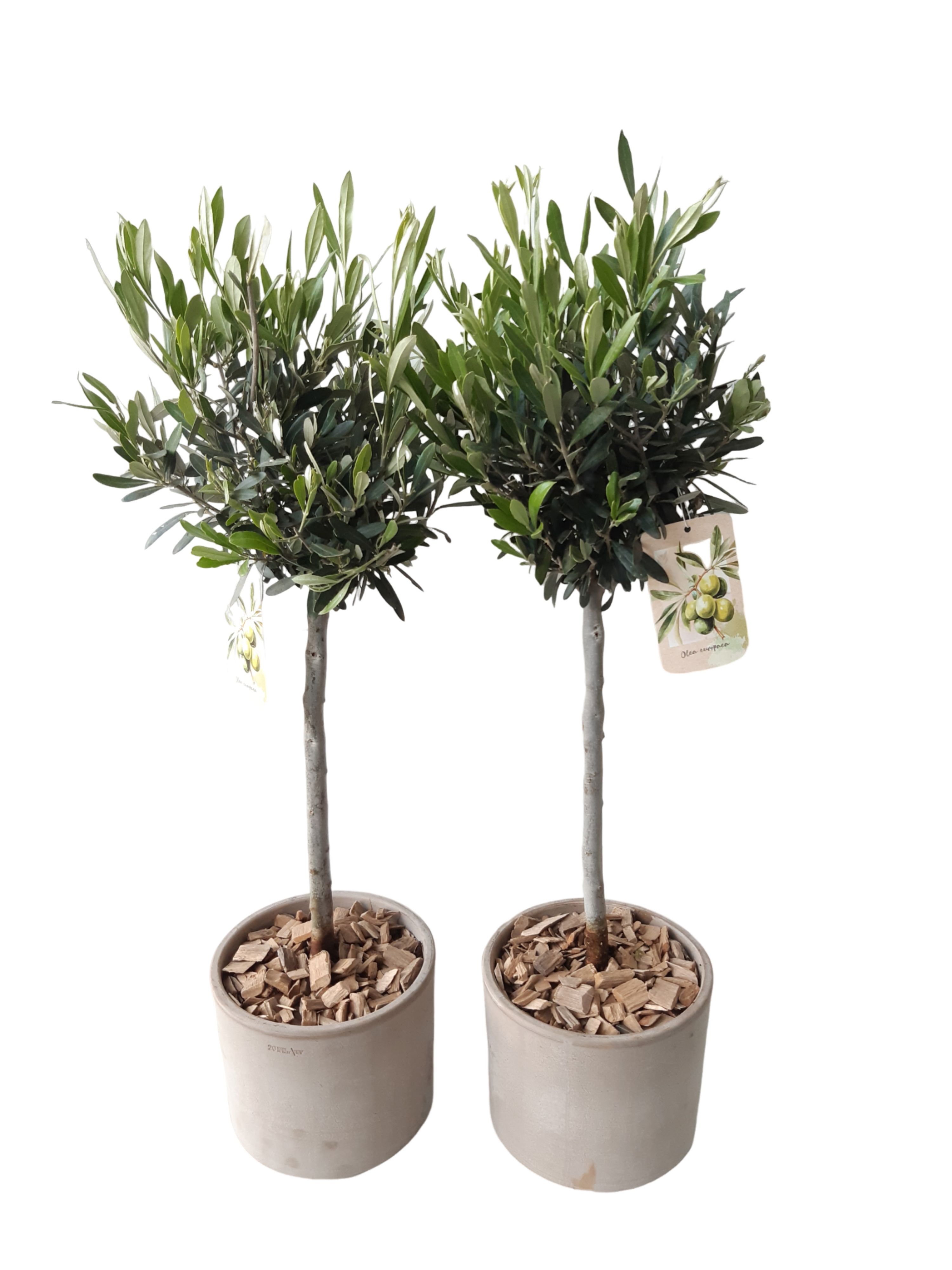 BPC20OC19 Cilinder terraspot grijs Olea Europaea, D 20