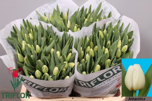 Тюльпан од. Антарктика (бел.), шт. Тюльпан од. Антарктика (бел.), шт.
