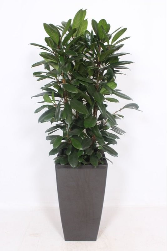 Ficus Cyathistipula in Piza pot "antraciet", D 40