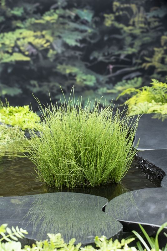 Equisetum scirpoides (18x18), D 18