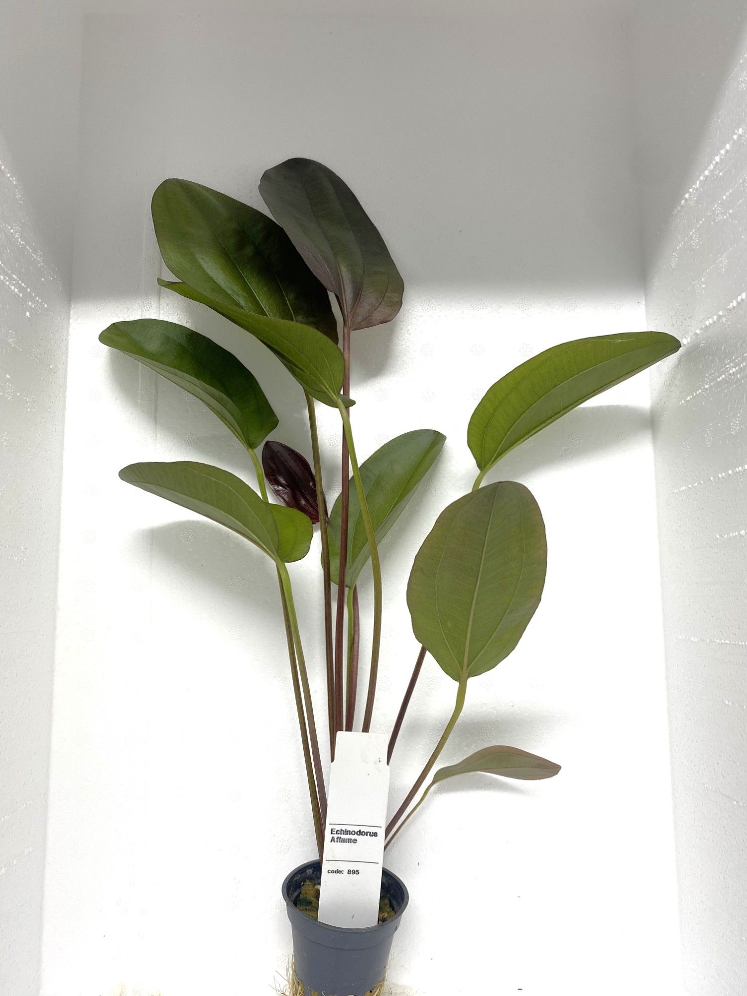 echinodorus aflame, D 5