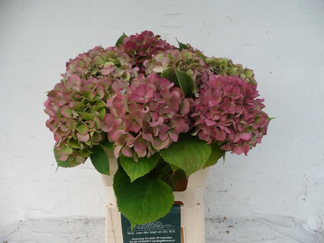 Гортензия Трэнди Классик 60, шт.