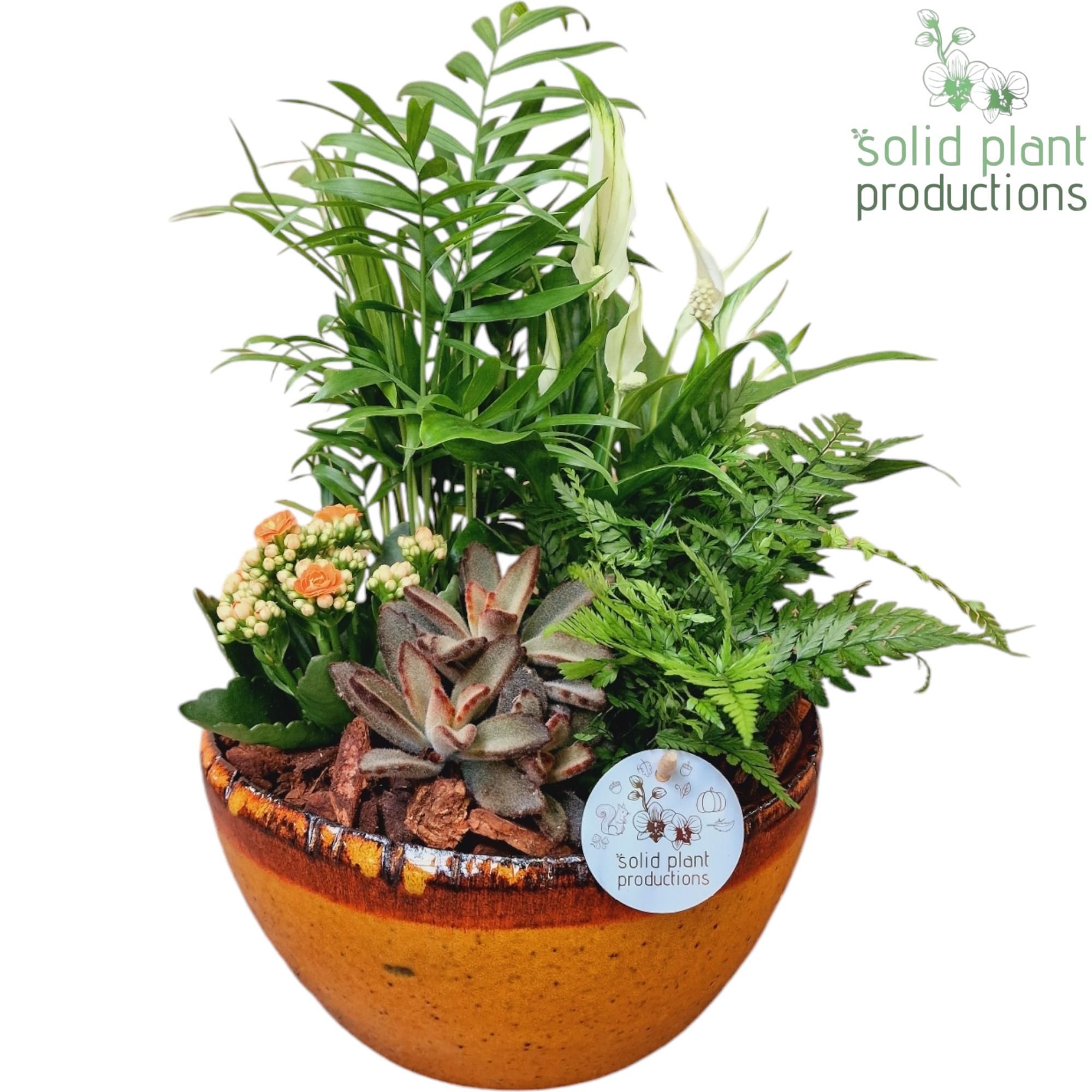 SC083 Olivia Orange 5PP Mix, D 24