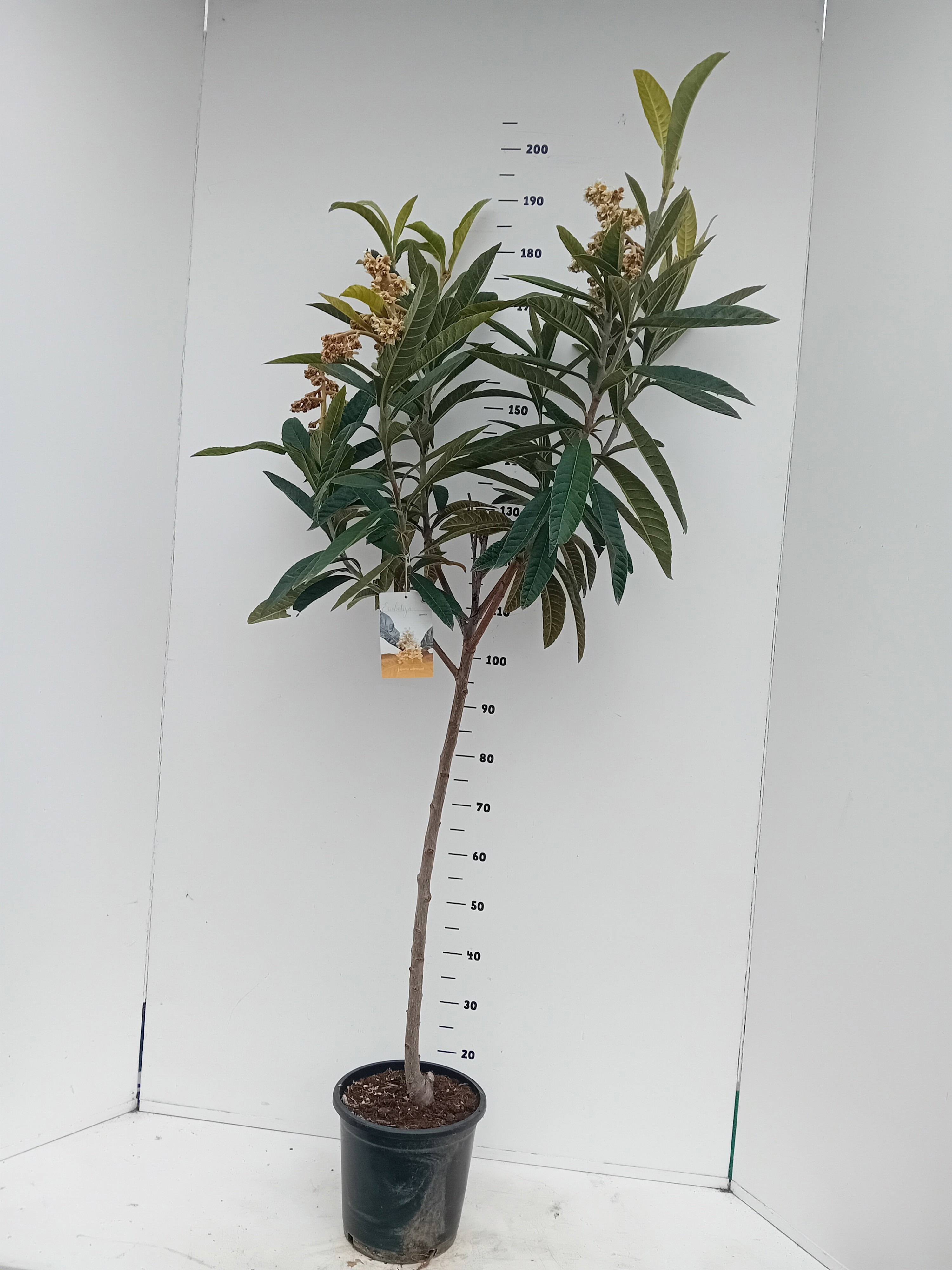 Eriobotrya japonica, D 26