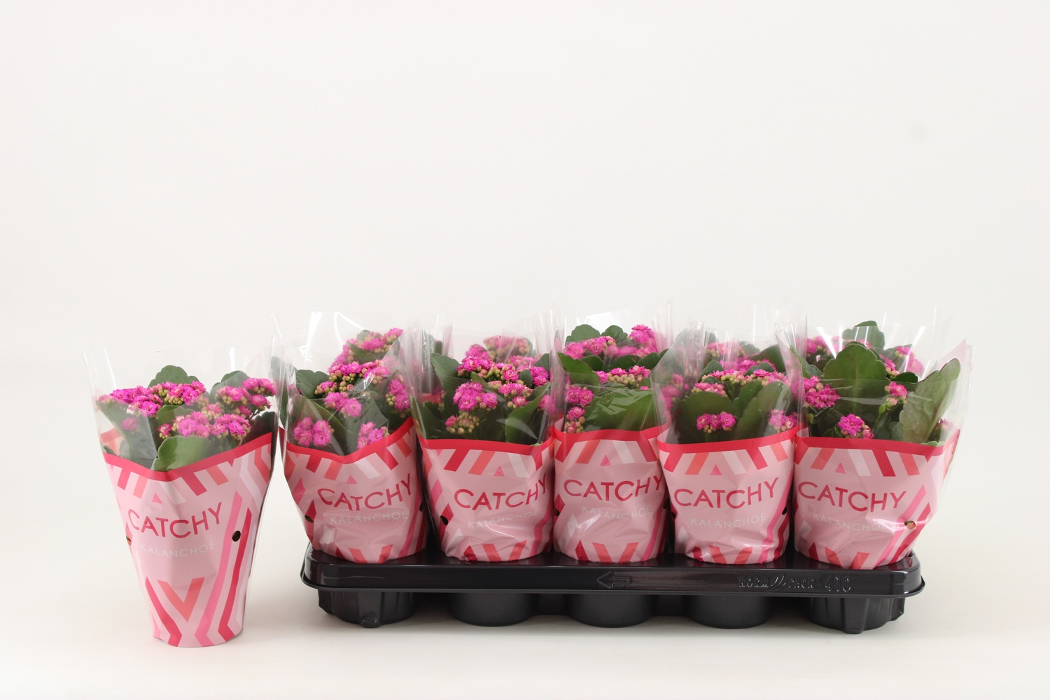 Kalanchoe Double, Catchy Season Purple, D 10,5