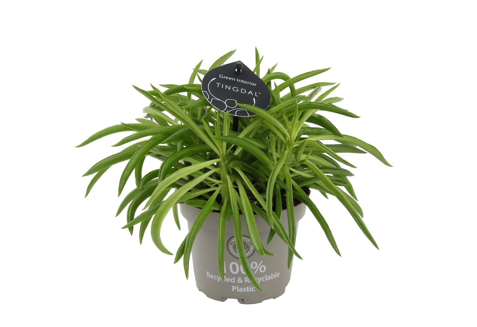 Peperomia Nevada 12 cm, D 12