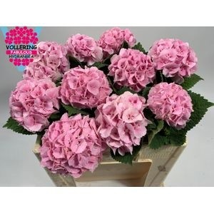 Гортензия Лоли Поп Пинк 40, шт.
