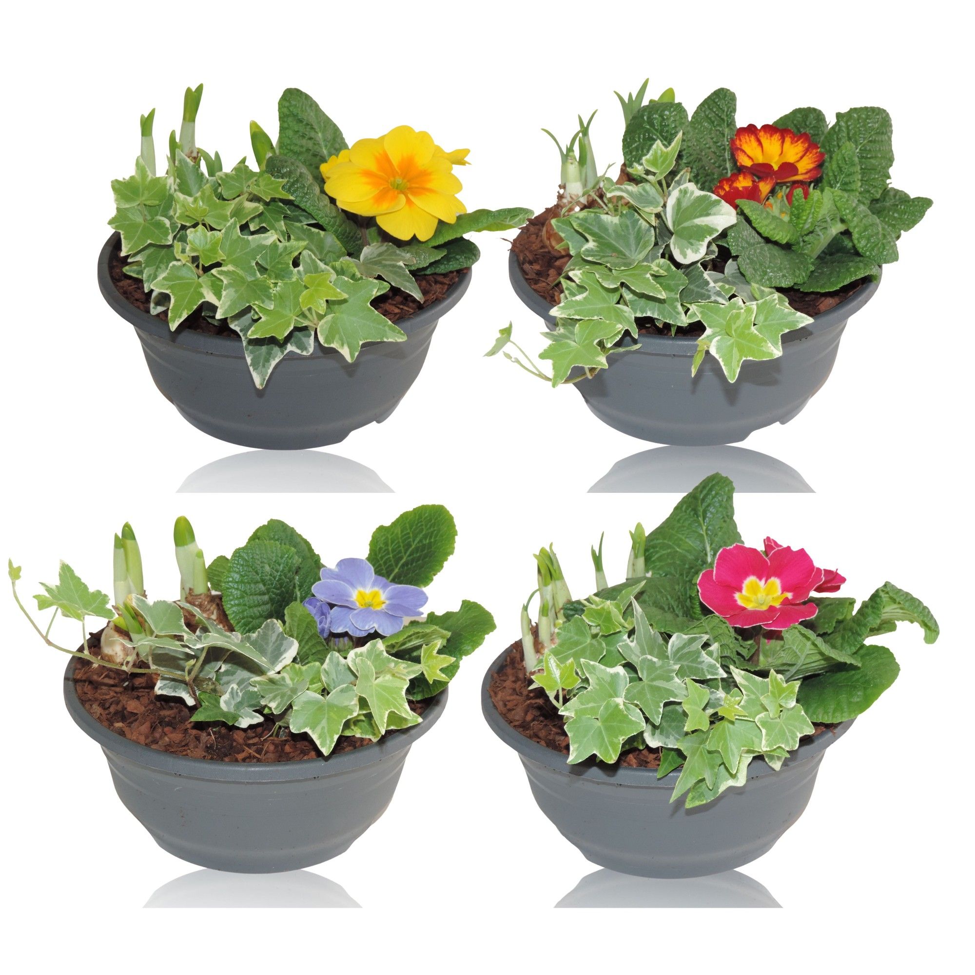 Arrangement Early Spring Classic Narcis in Schaal 19 cm, D 19