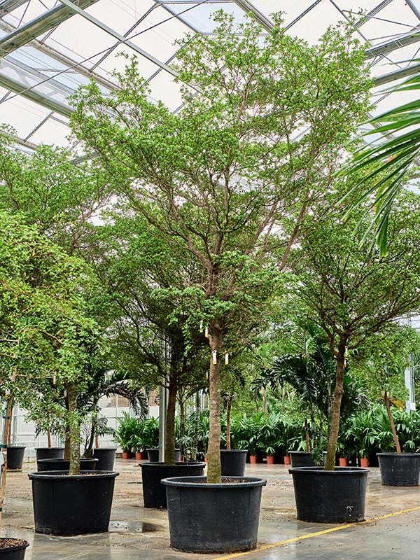 Bucida buceras 'Shady Lady' (500-600), D 110