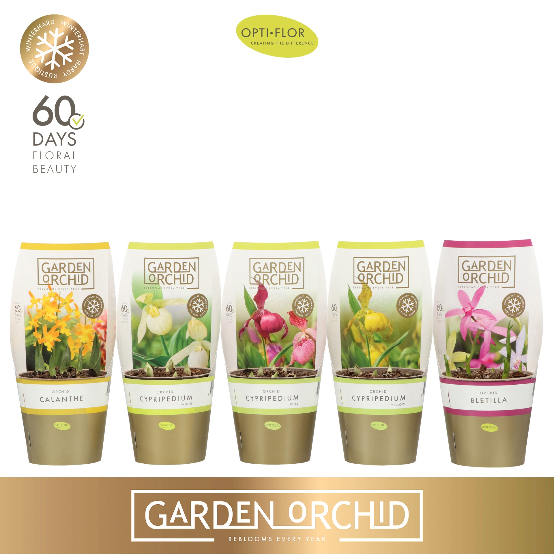 Garden Orchid 6+ Mix, D 12