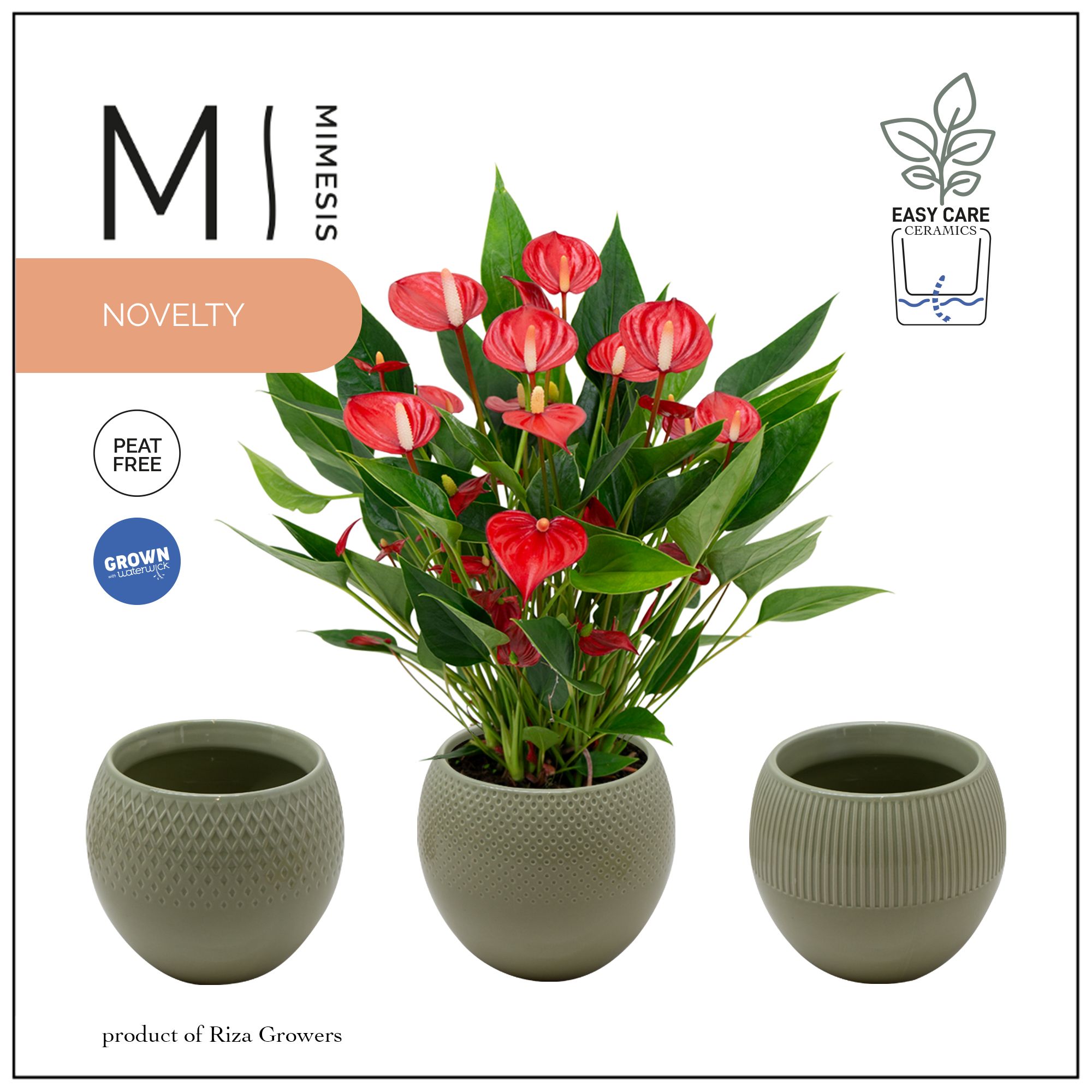 Mimesis Anthurium KARMA Million - Bolivia Green, D 12