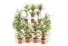 FM : P21 Groene kamerplanten mix van 6 soorten : ficus-dracena-calathea-fatsia......, D 21
