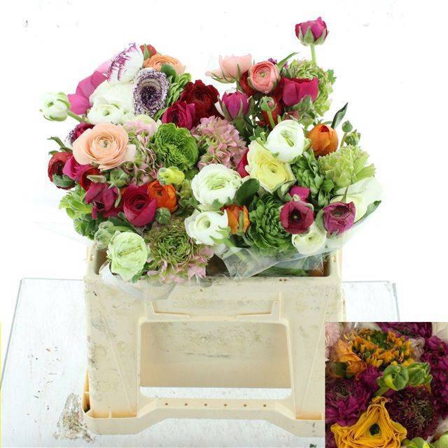 Ранункулус Элеганс Микс в пачке 35, шт.