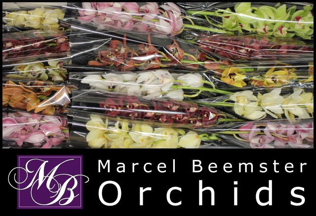 Цимбидиум мини Микс x15 50, шт.