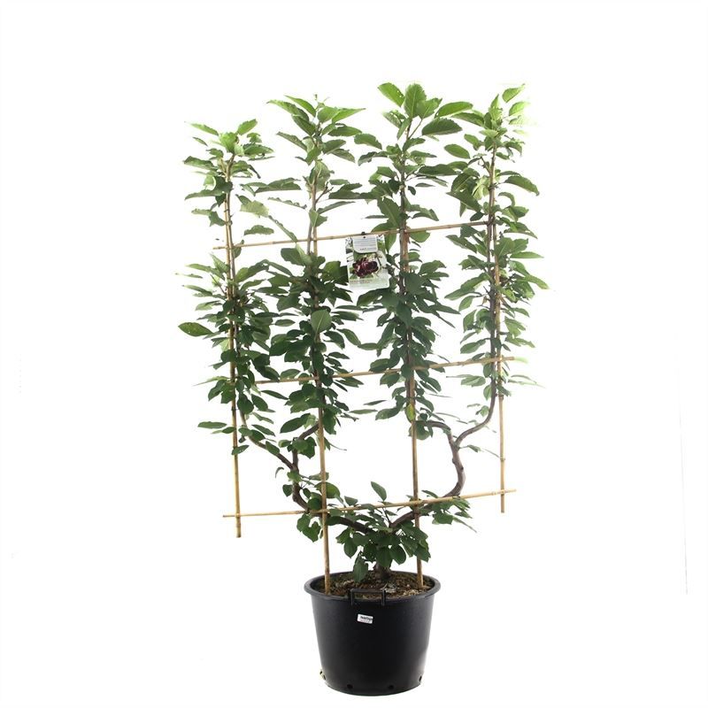 Prunus avium Hedelfinger dub. U Zoete kers, D 45