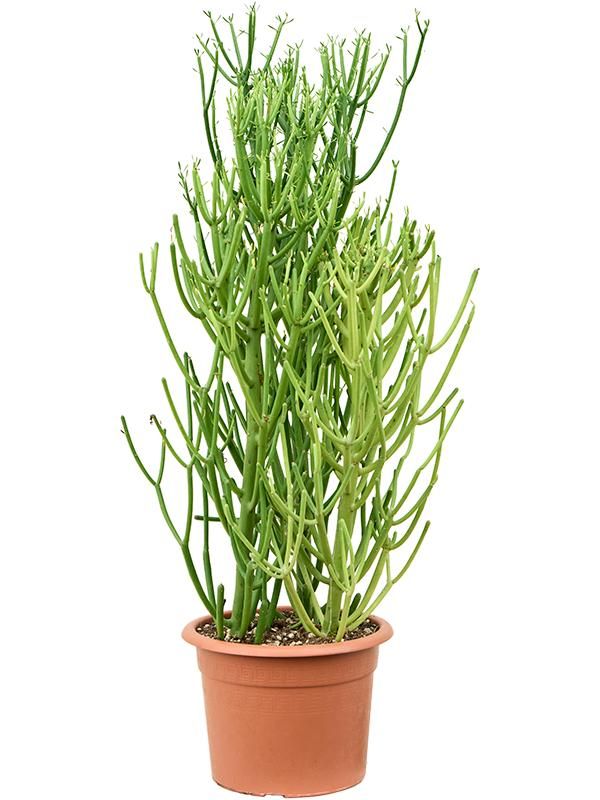 Euphorbia tirucalli (80-100), D 25