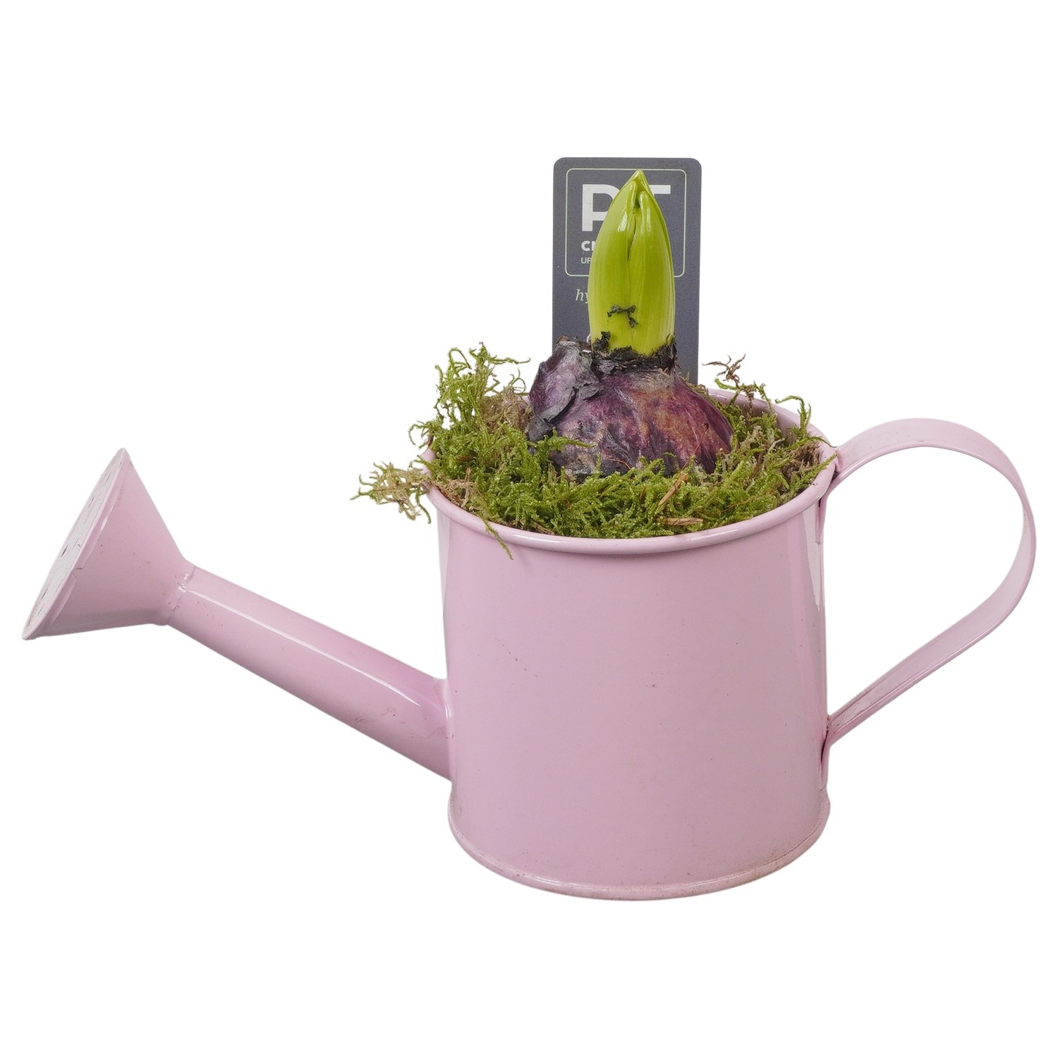 PTHC9114 Arrangement Hyacints in zink gieter, D 9