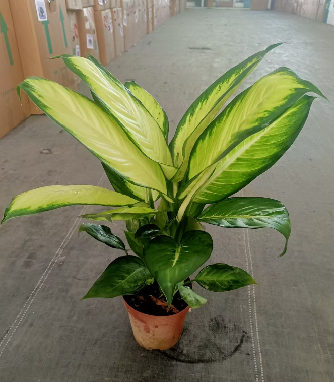 Диффенбахия камила 16 17 50