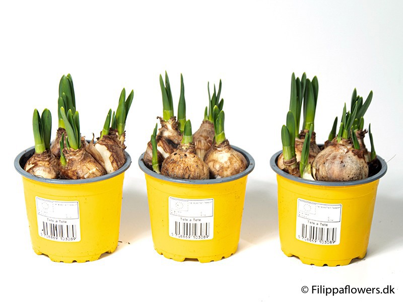 NARCISSUS CYCLAMINEUS 'TETE-A-TETE', D 11