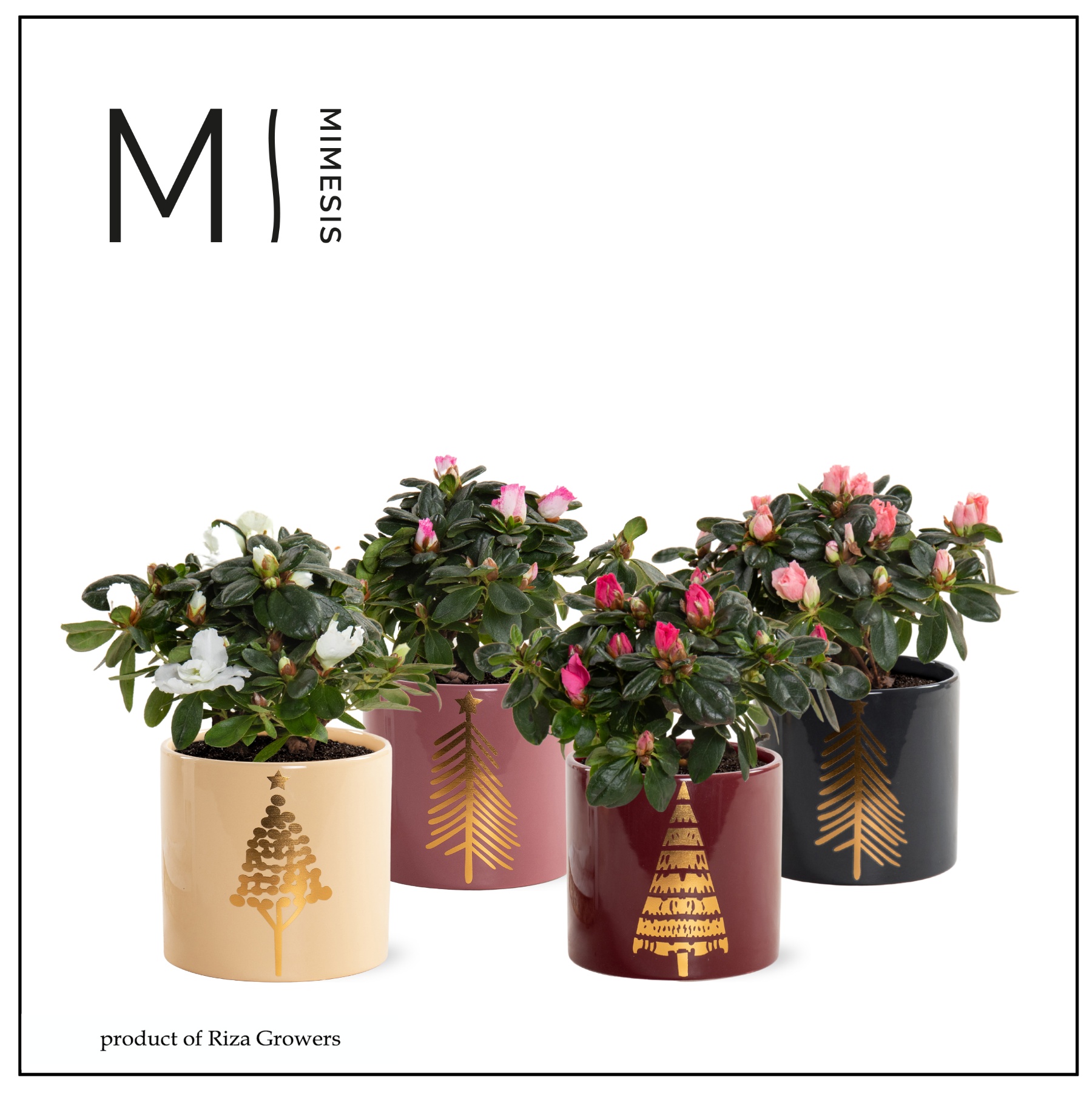 Azalea Mix - 9 cm in Manon - Luxury World, D 9