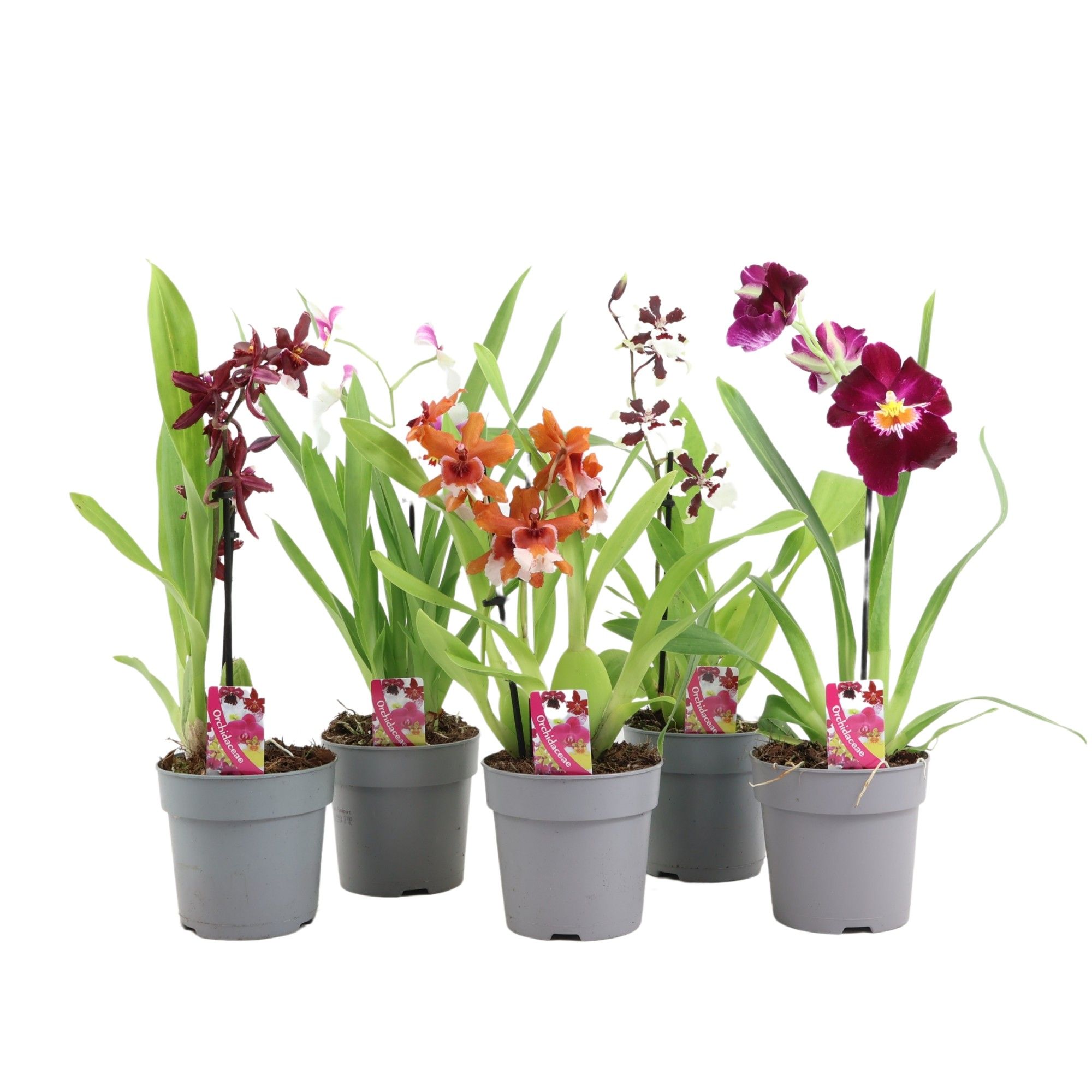 Orchid basic mix 1 spike 35-50cm, D 12 cm