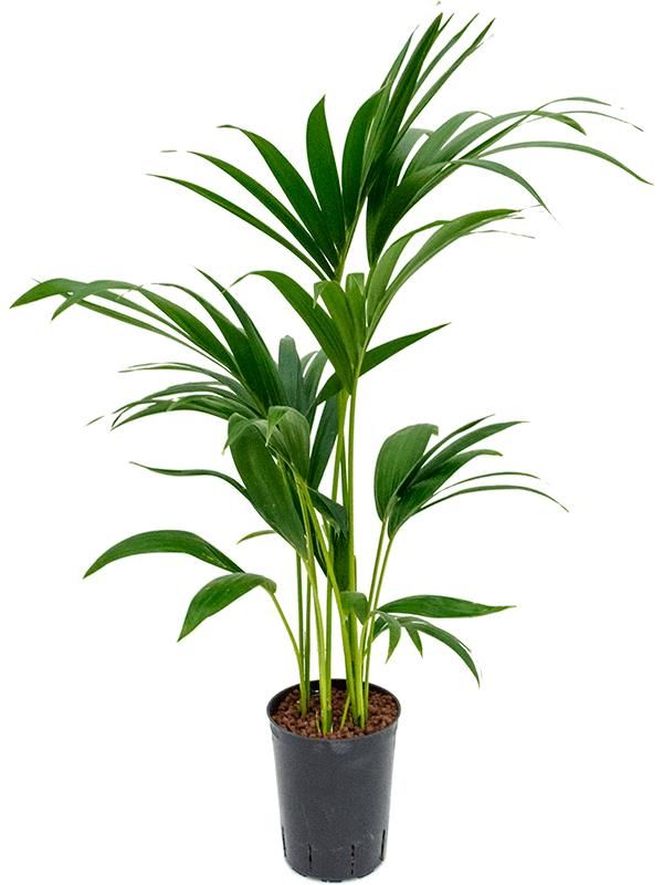 Kentia (Howea) forsteriana, D 15 cm