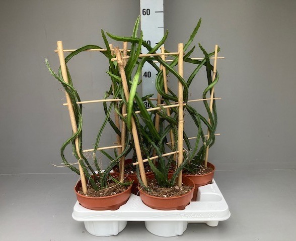 Selenicereus Atropilosus rekje, D 15 cm