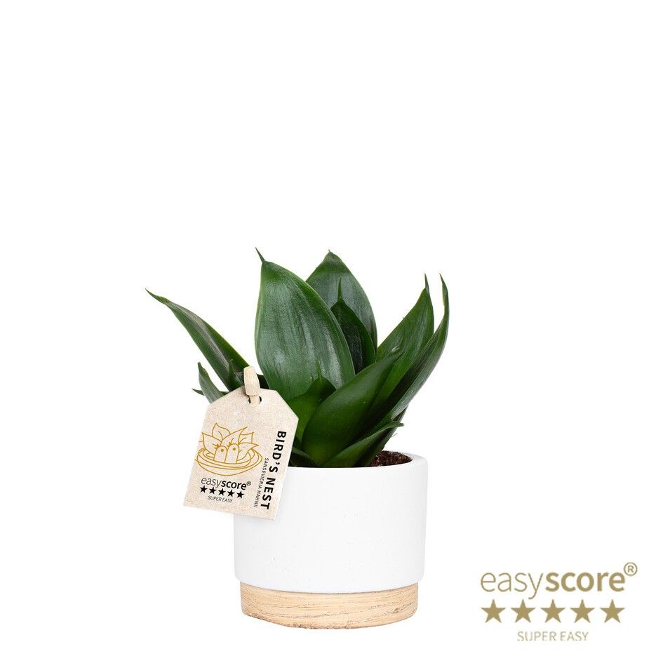 Woodbase White, Sansevieria Hahnii, D 7 cm