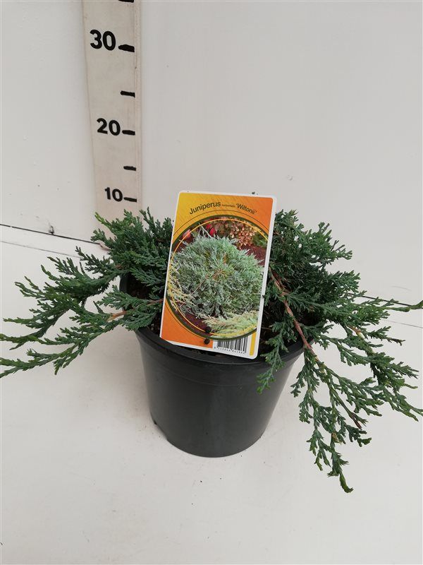 Juniperus hor.Wiltonii, D 19