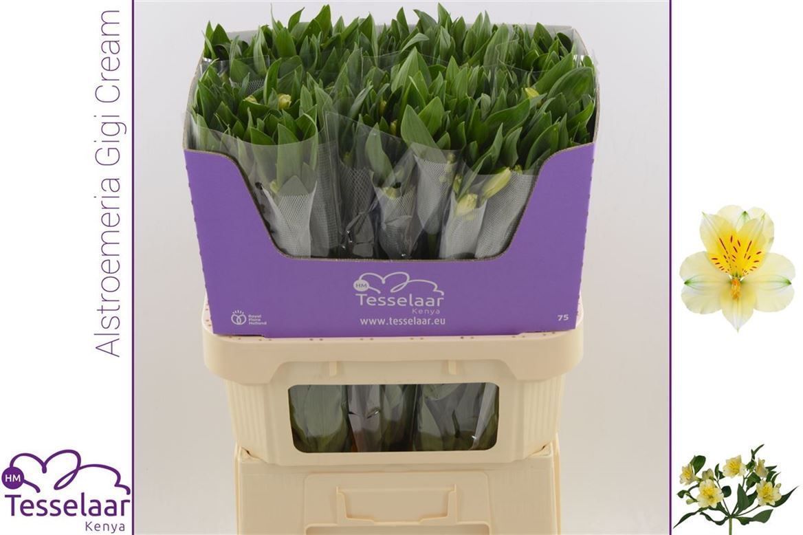 Альстромерия Джиджи Крем (крем.), шт.