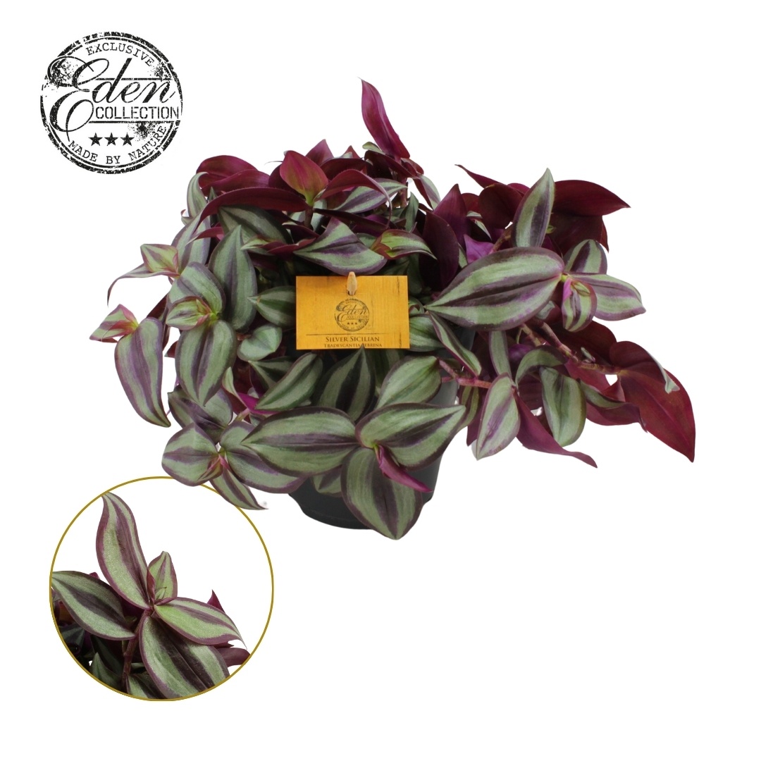 Tradescantia Zebrina 15cm, D 15 cm Tradescantia Zebrina 15cm, D 15 cm
