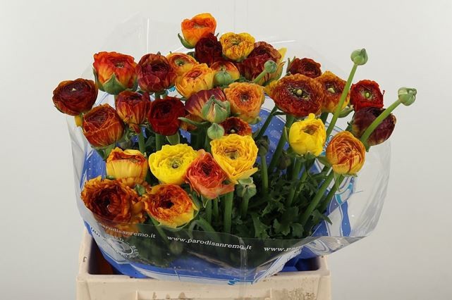 Ранункулус Саксесс Элиос 40, шт.