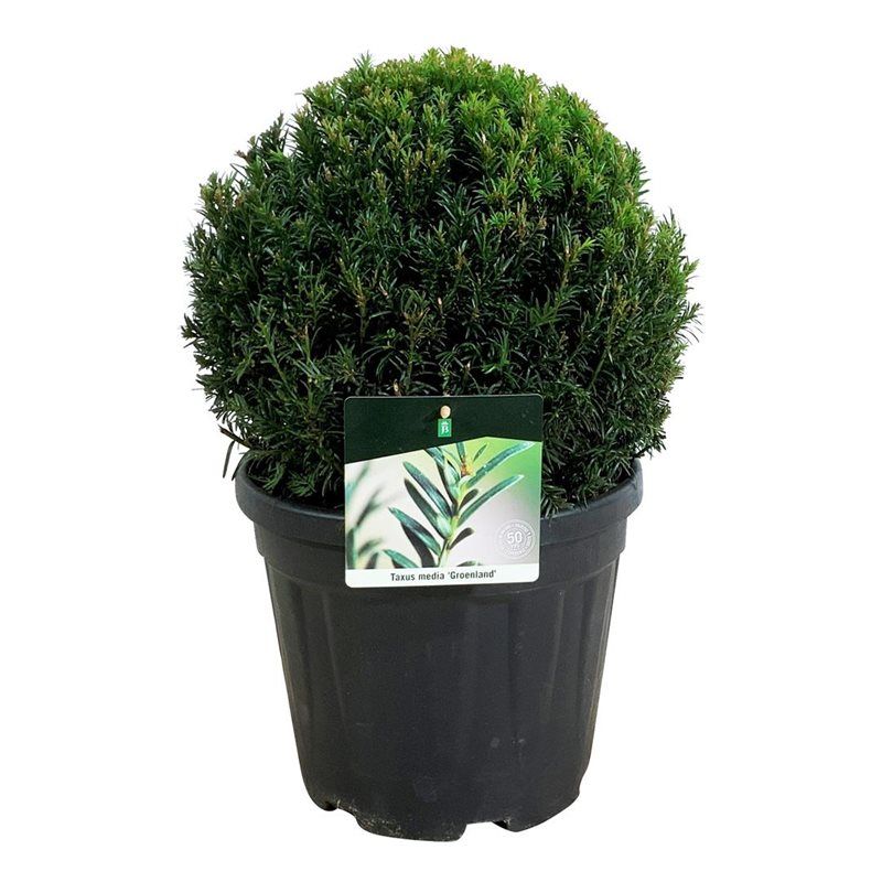 Taxus media 'Groenland', D 27