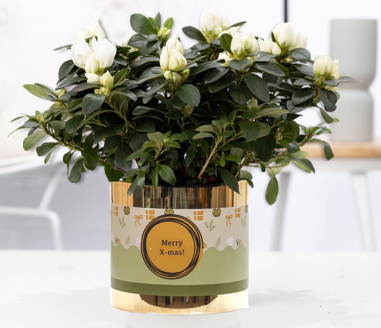 1st class Azalea white in P&PURE ceramics gold + XMAS sleeve, D 12