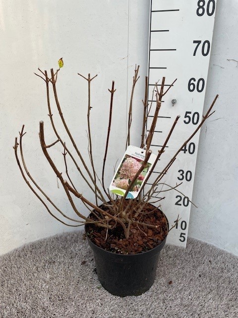 Hydrangea pan. Phantom 55 cm P26, D 26