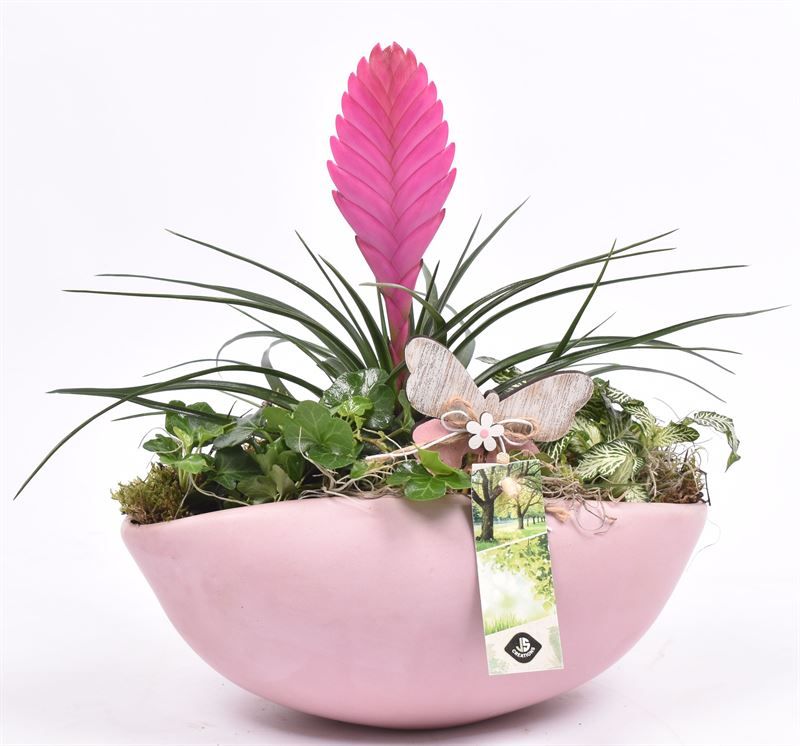 Keramiek kano roze 24x16cm, D 24